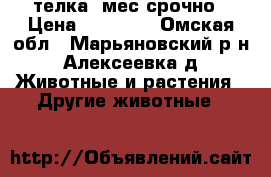 телка 6мес срочно › Цена ­ 12 000 - Омская обл., Марьяновский р-н, Алексеевка д. Животные и растения » Другие животные   